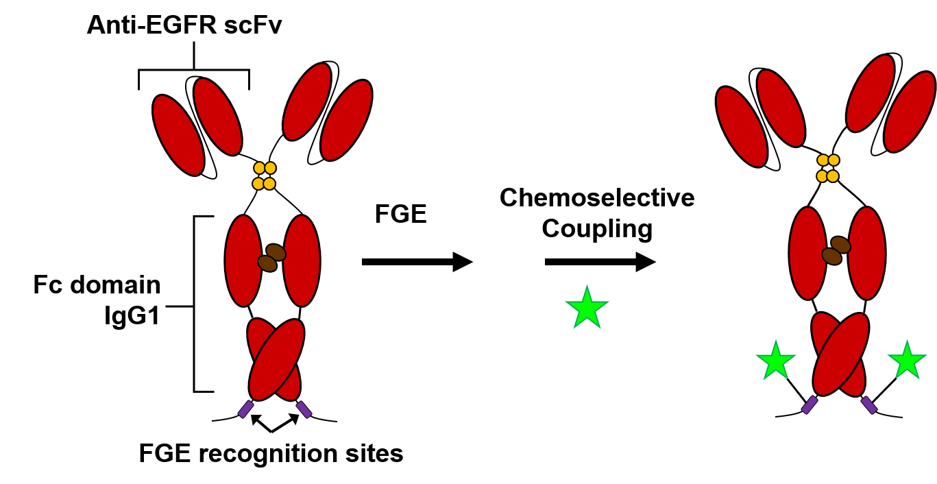 antibody FGE overview